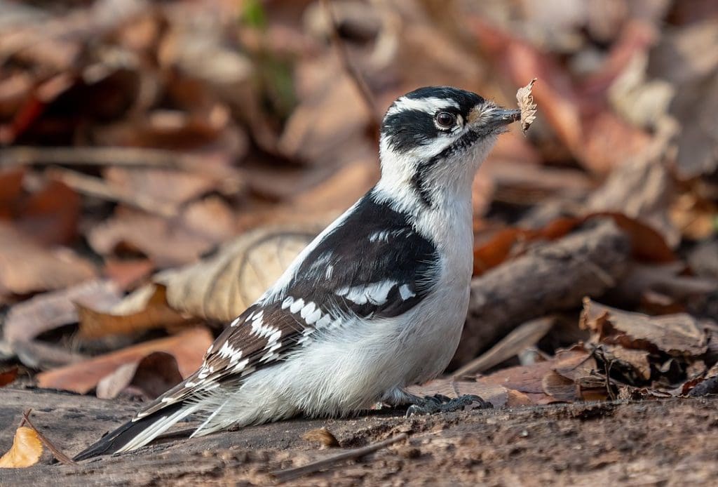 Downy Woodpecker on ground picking up a leaf