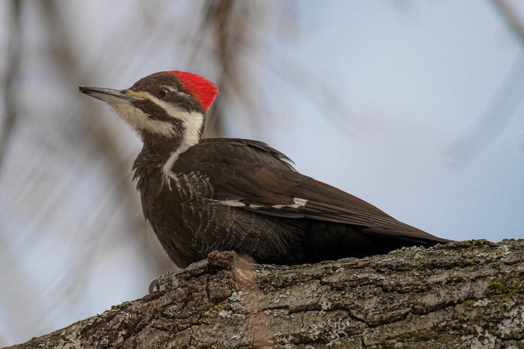 Pileated Woodpecker standing on a wood