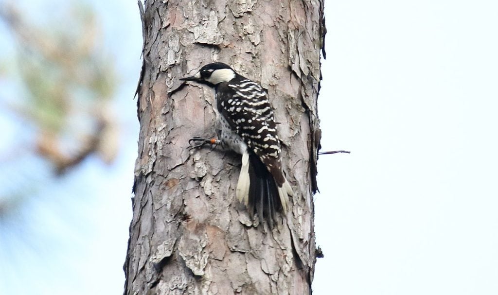 Red-Cockaded Woodpecker holding on a tree