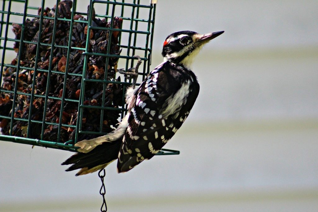 Hairy Woodpecker holding to a caged wood