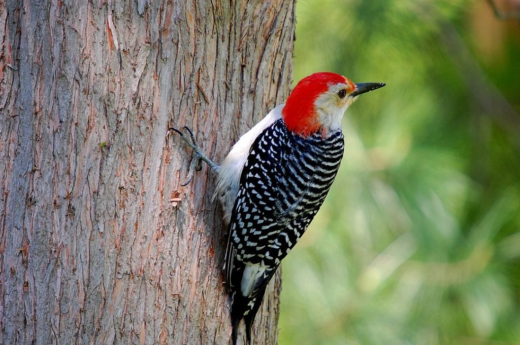 Red-Bellied Woodpecker looking on its back