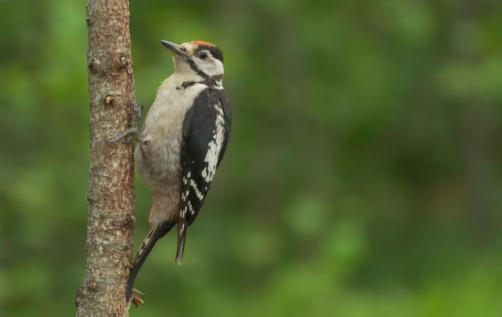 Woodpecker holding to a thin tree