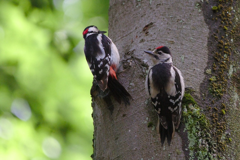 Two woodpecker sticking on a tree
