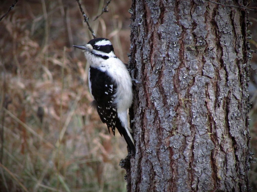 Woodpecker sticking on a tree