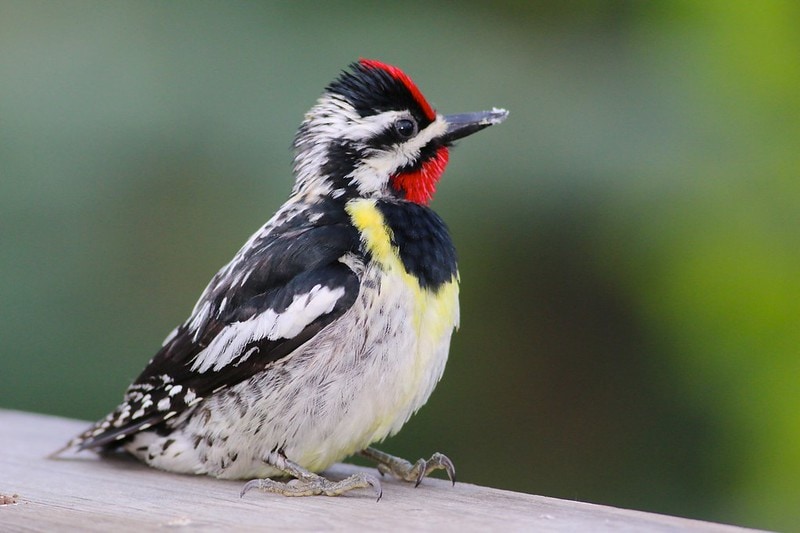 Yellow-Bellied Sapsucker sitting on a wood