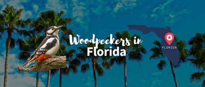 Woodpeckers in Florida featured image