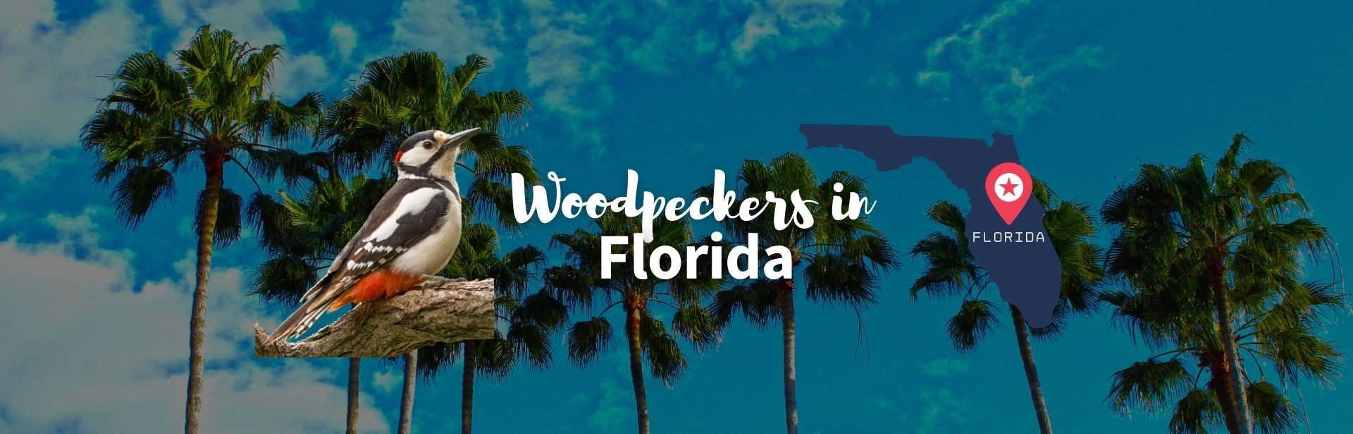 9 Incredible Woodpeckers in Florida: ID Guide + Photos & Facts