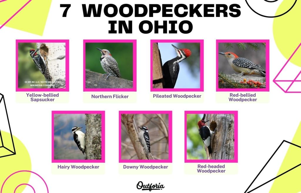 Chart of Woodpeckers species living in Ohio
