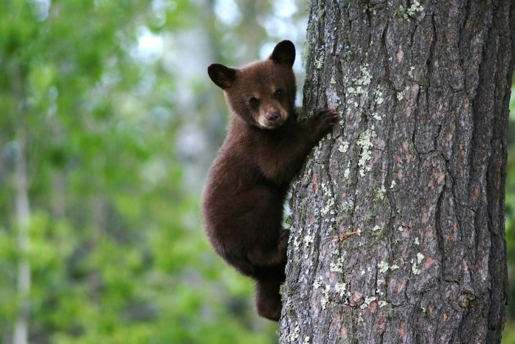 a bear cub hanging on tree