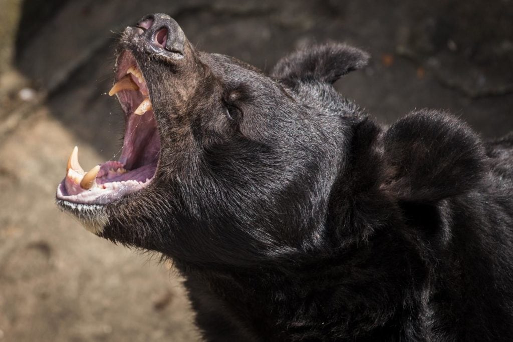 close up of a black bear roaring