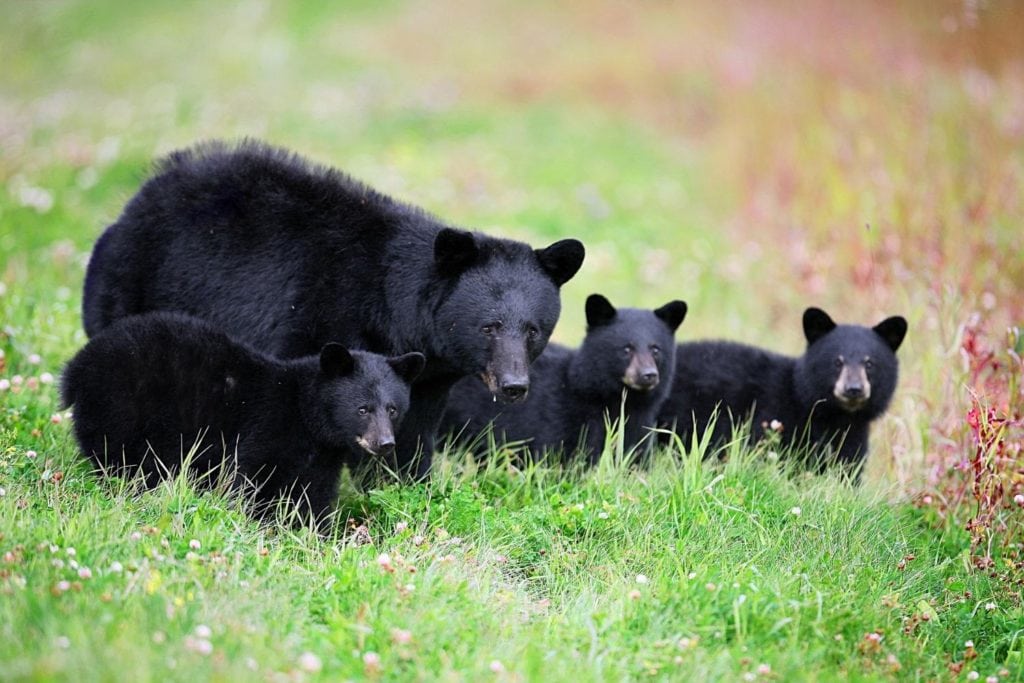 a mother and her cub black bears resting on the ground