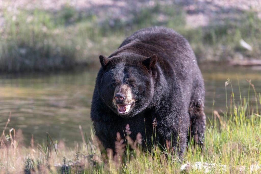 a black bear walking near a pond after hunting for food