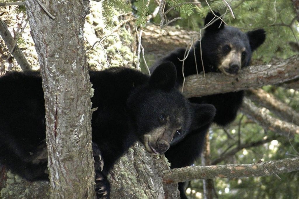 two American black bears hanging from a tree