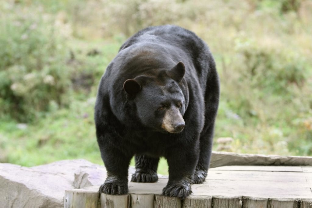 a black bear standing on a wooden plank