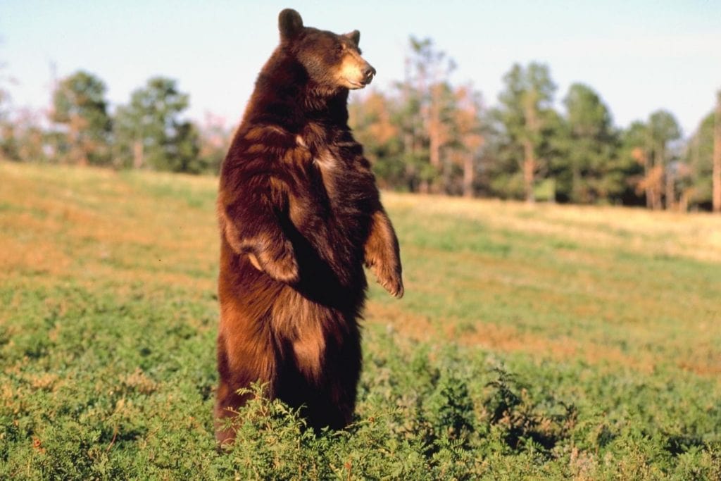 a black bear standing on its hind legs on a sunny afternoon on a grassy field