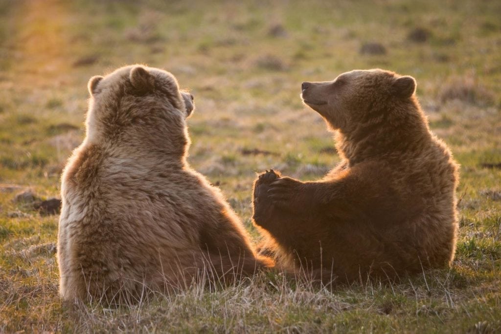 two brown bears stitting on a grassland during sunset