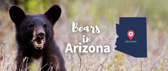 bears in arizona featured image