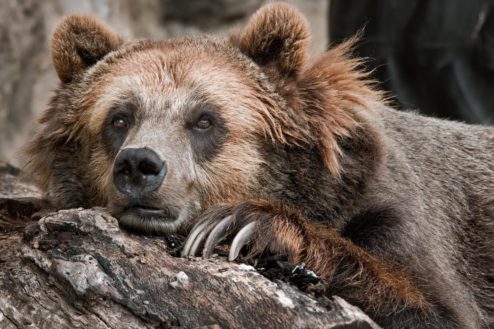 Spotting Bears In Arizona: What To Expect