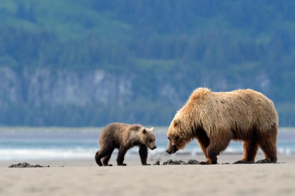 a mother and cub grizzly bear feeding on clamps