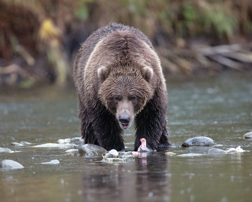 a grizzly bear looking for food in the river