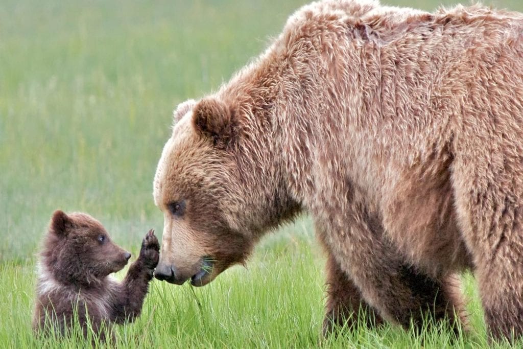 a grizzly bear cub touching the nose of the its mother in a grassy field