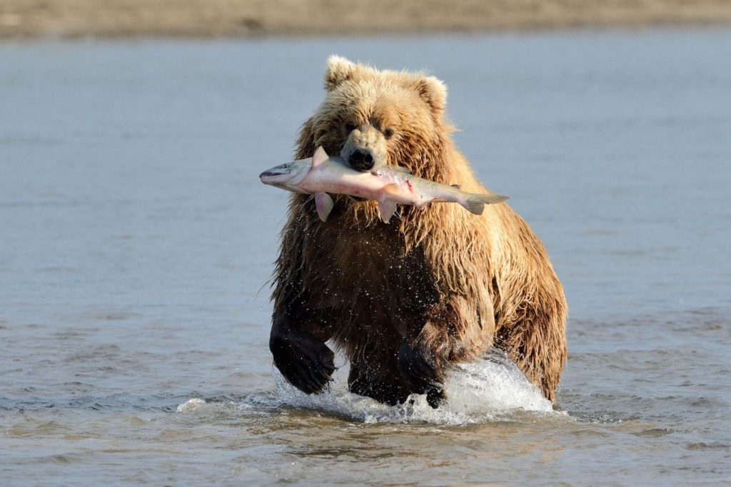a grizzly bear with a salmon on its mouth