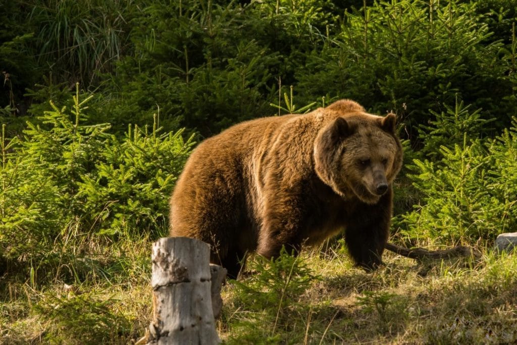 a huge grizzly bear walking on the forest