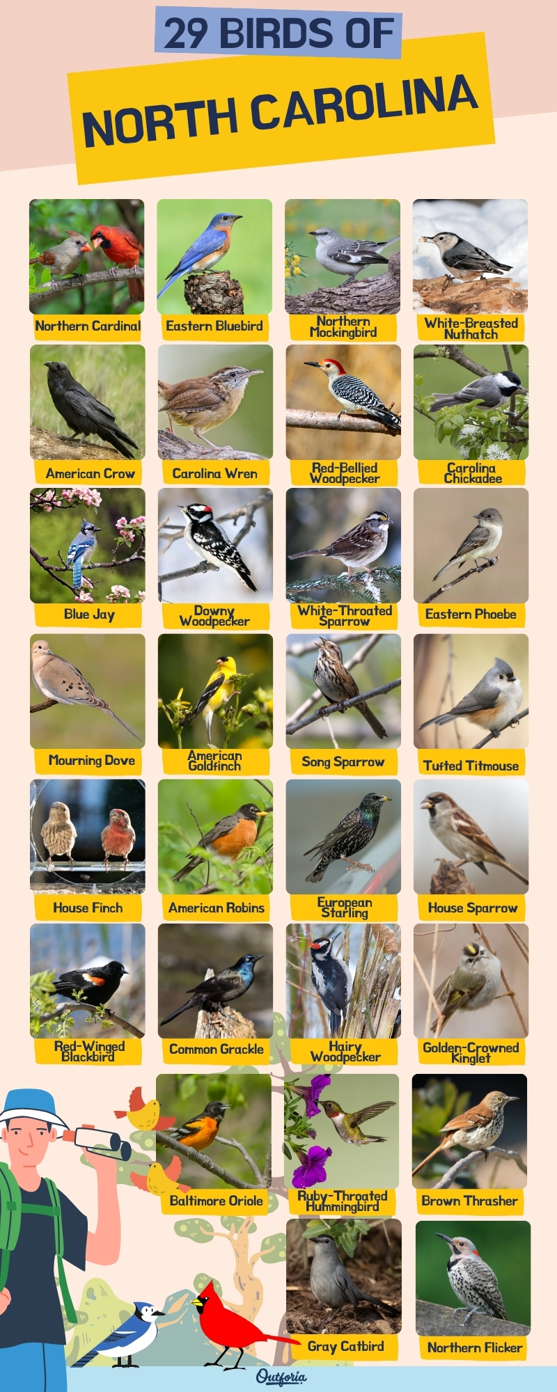 birds of North carolina chart with images and names
