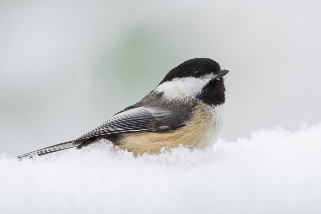 a Black-capped Chickadee sitting on the snow