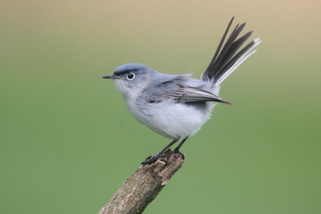 a Blue-gray gnatcatcher perched on the tip of a branch