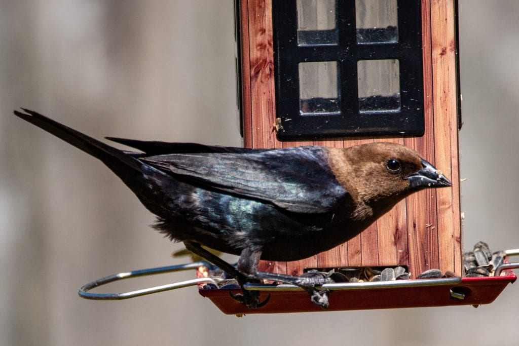 A brown-headed cowbird getting a bite from the feeder.