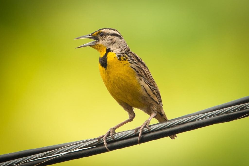an Eastern Meadowlark singing from a tree branch