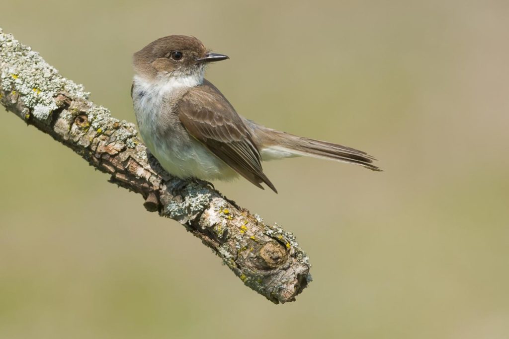 an Eastern Phoebe perched on a dead tree branch
