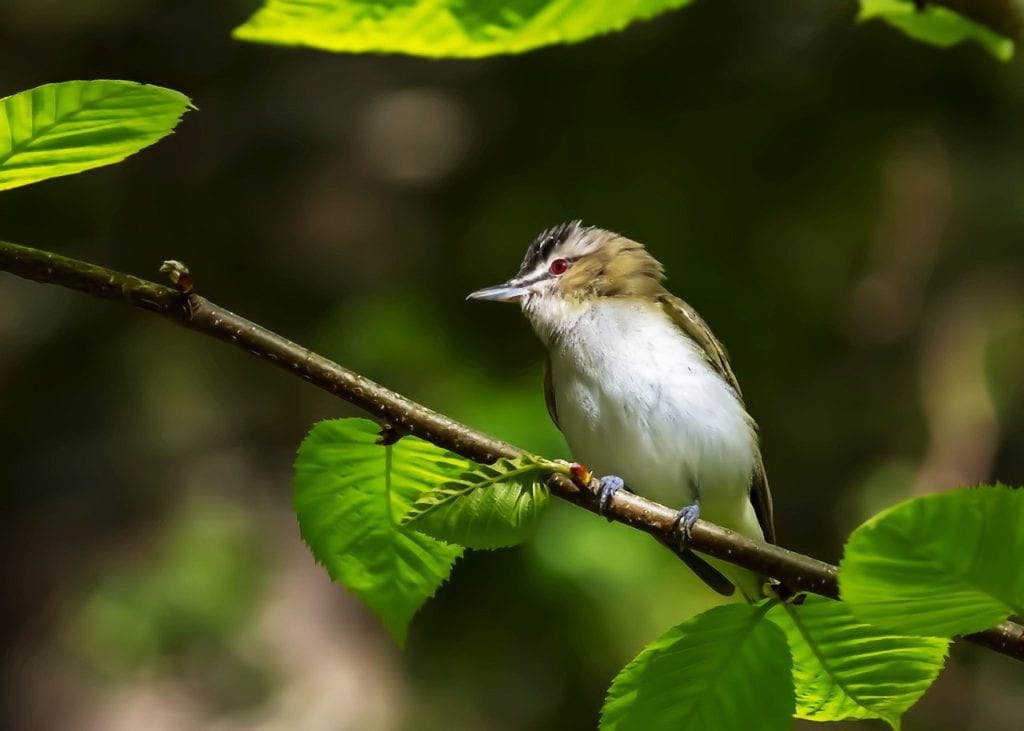 a Red-Eyed Vireo perched on a tree branch with leaves showing its red eyes