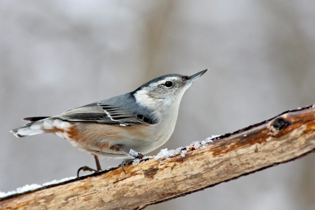 a White-breasted Nuthatch perched on a tree branch with snow