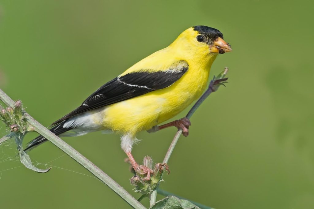 an American goldfinch perched on a branch over a green background