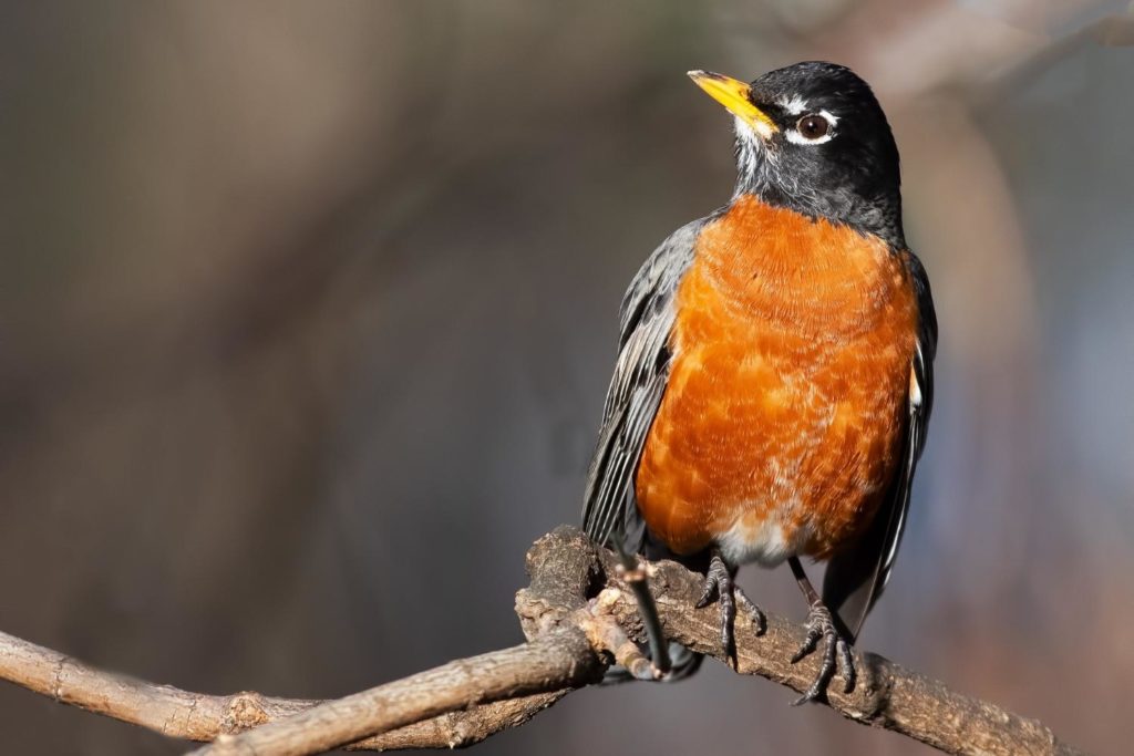 an American robin perched on a dead tree branch