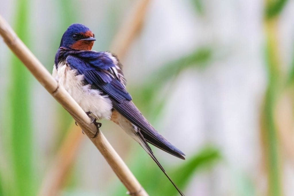 a barn swallow perched on a bamboo stick