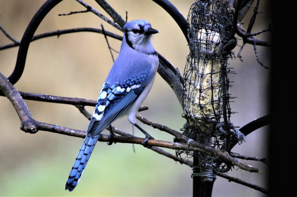 a blue jay peched on a dead tree branches