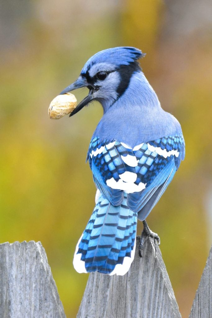 image of a blue jay perched on a wooden fence with a mouth in its mouth