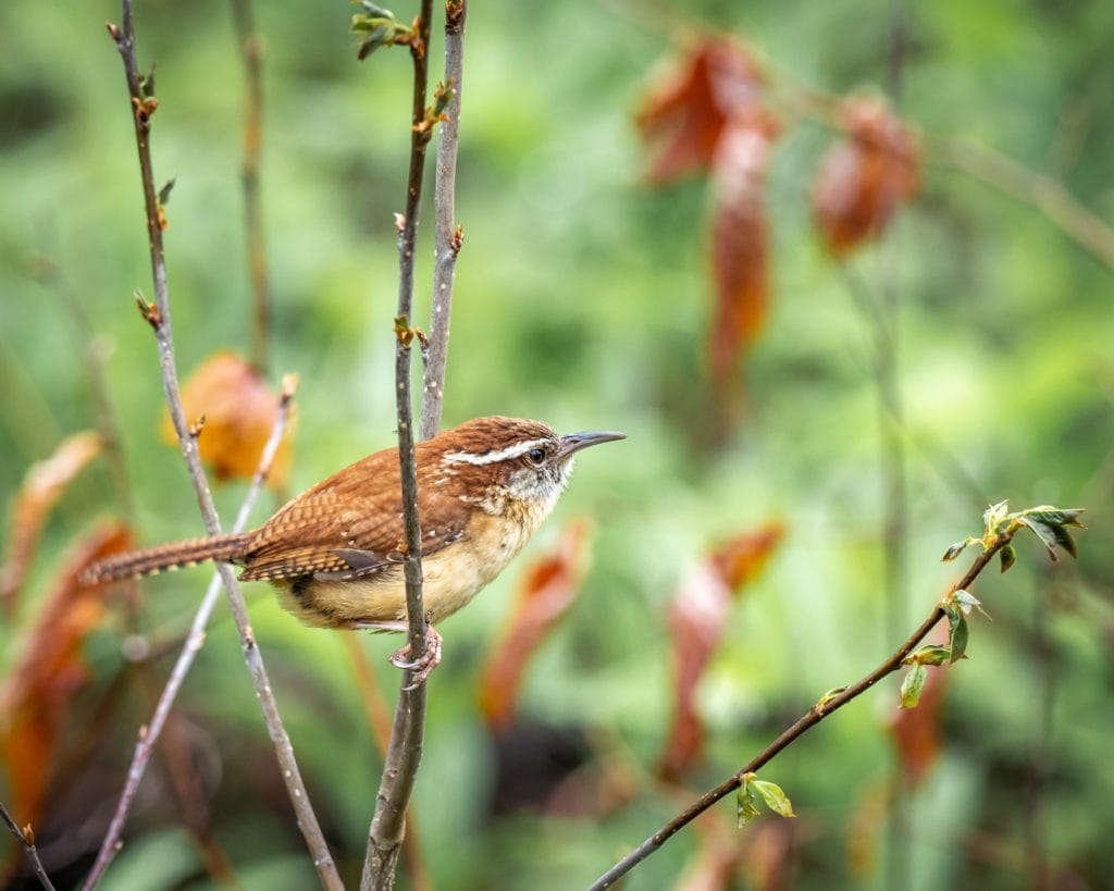 a Carolina wren perched on branches