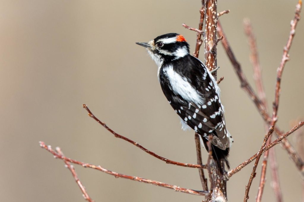 a downy woodpecker peched on a branch