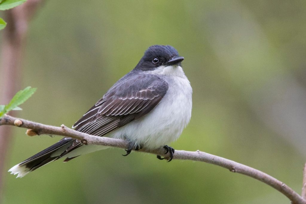 an eastern kingbird perched on a branch