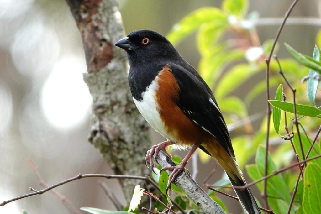 an  eastern towhee peched on a tree branch