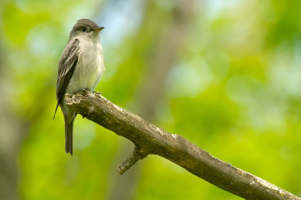 an Eastern Wood Peewee perched on the tip of the branch in its natural habitat
