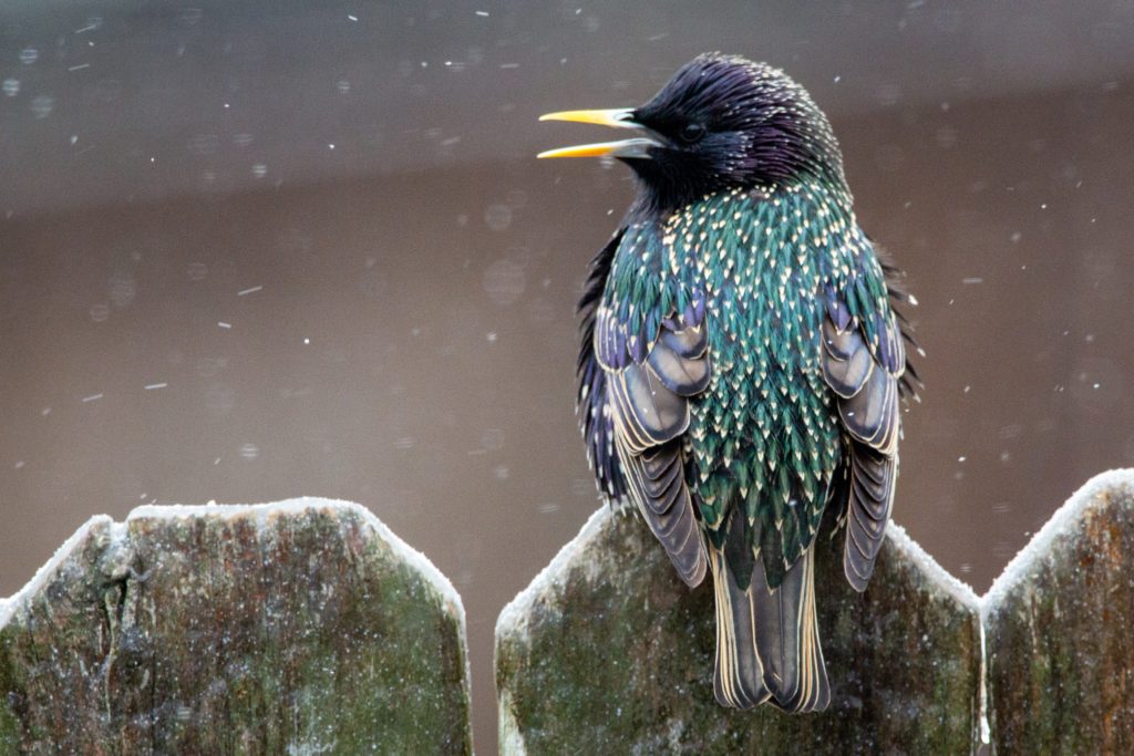 a European starling perched on a snow-covered wooden fencepost showing its colorful and iridescent feathers