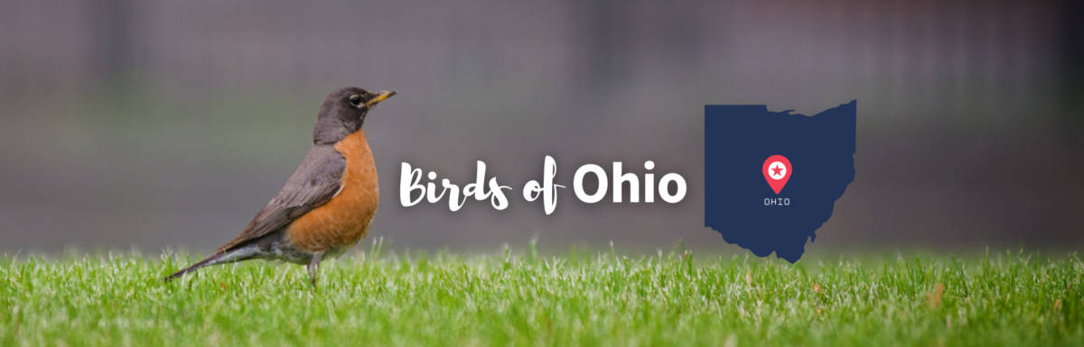 birds of Ohio featured image