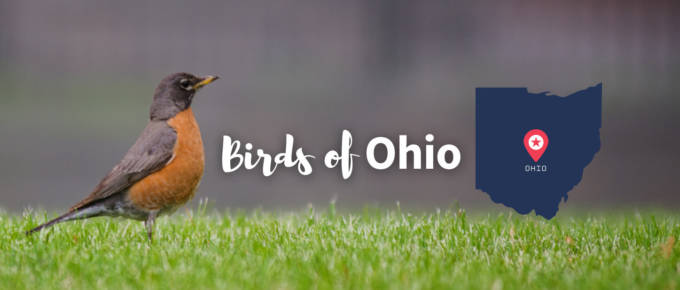 birds of Ohio featured image