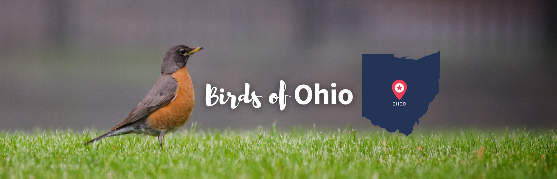 Top 40 Most Common Backyard Birds Of Ohio: ID Guide with Photos
