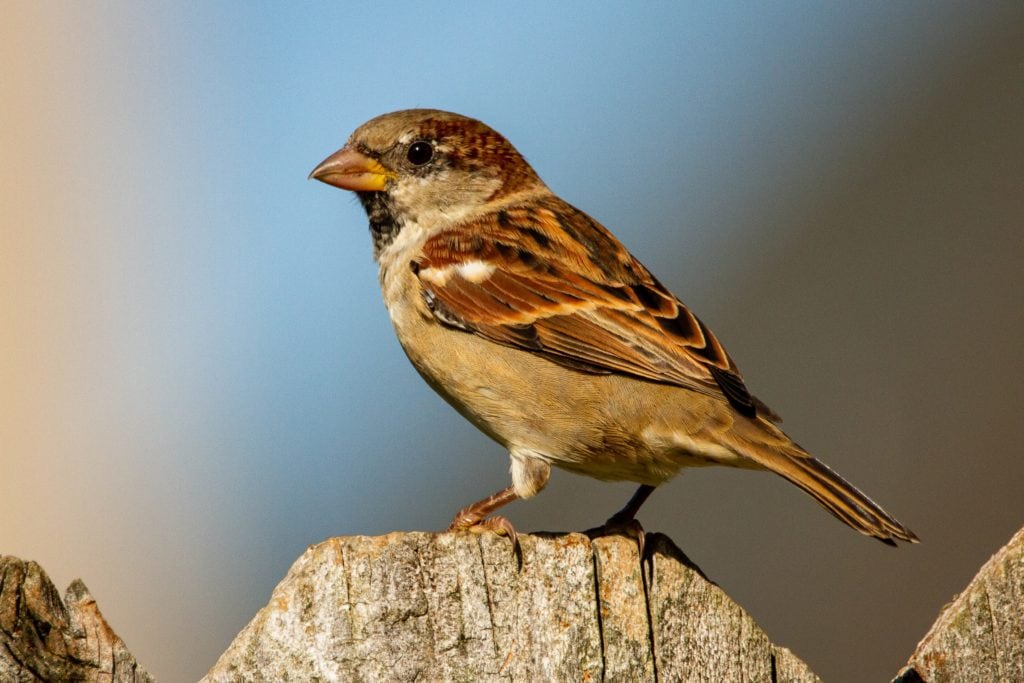 a house sparrow peched on a awooden fencepost
